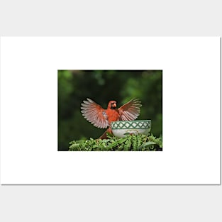 Red Cardinal Bird Wings Posters and Art